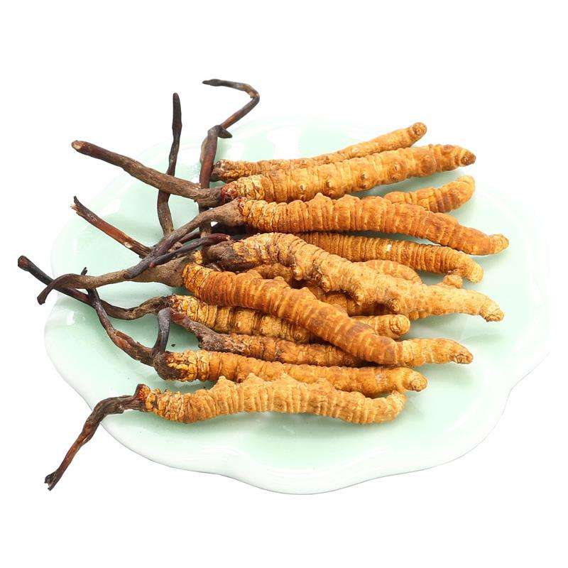 Tác dụng của Cordyceps sinensis trong đông trùng hạ thảo