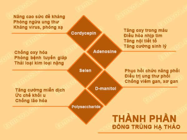 Đông trùng hạ thảo hỗ trợ điều trị bệnh ung thư như thế nào?