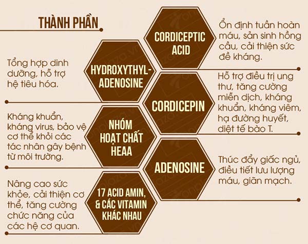 Đông trùng hạ thảo có tốt cho bệnh tiền liệt tuyến không?