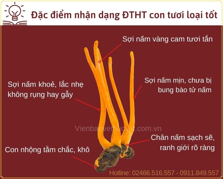 Đặc điểm nhận dạng đông trùng hạ thảo nguyên con tươi tốt